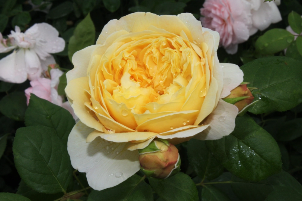 Strauchrose 'Charles Darwin®', 5 Liter Topf, gelb Cover